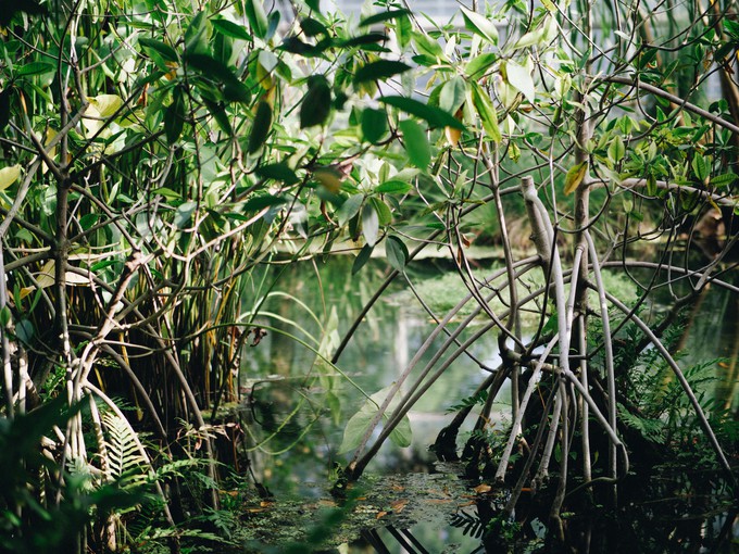 mangroves C-free