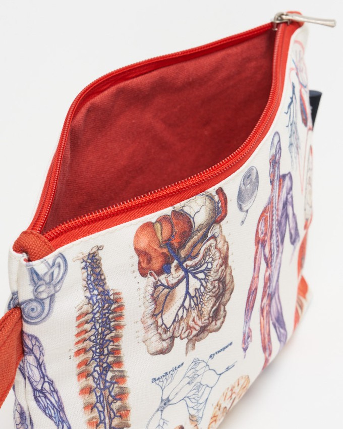 Etui anatomie from Fairy Positron