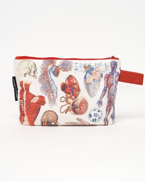 Etui anatomie from Fairy Positron