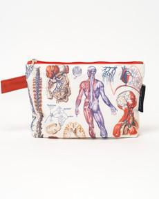 Etui anatomie via Fairy Positron