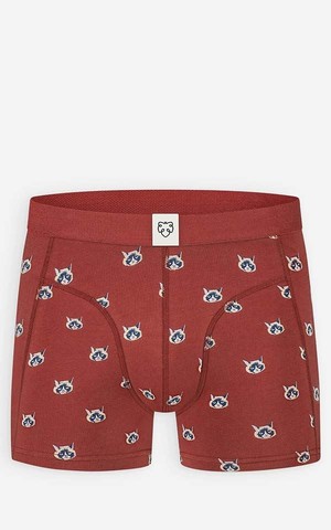 Boxer Catface from Het Faire Oosten