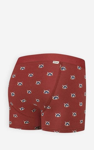 Boxer Catface from Het Faire Oosten