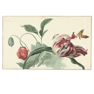 Brave sneaker Tulpen en papaver Willem van Leen from LINKKENS