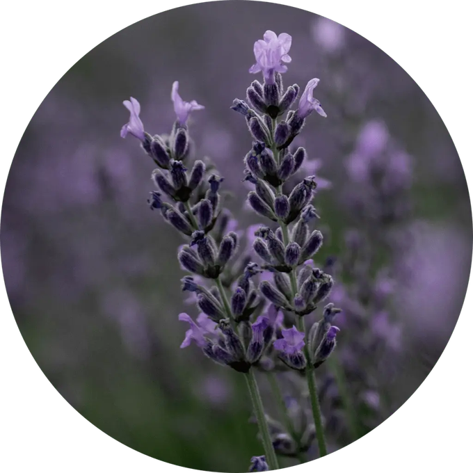 Calming Lavender Spray from Skin Matter