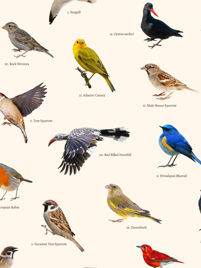 Bird Watching Shorts Kids from SNURK