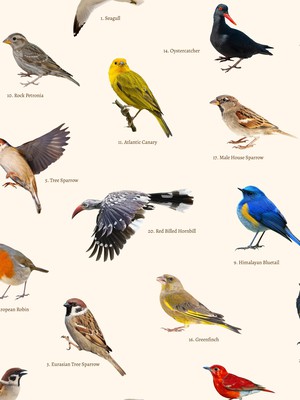 Bird Watching Shorts Kids from SNURK