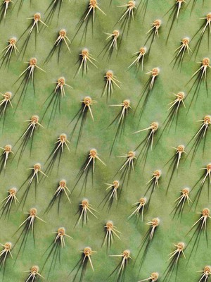 Cozy Cactus Shorts Heren from SNURK