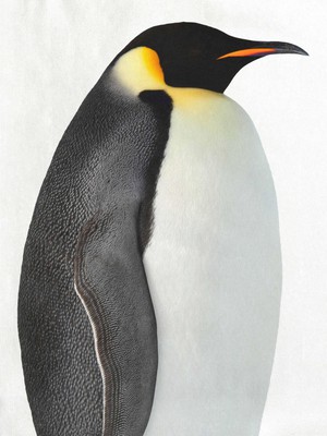 Penguin Trui Kinderen from SNURK