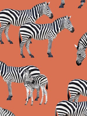Zebras T-shirt en Shorts set Heren from SNURK