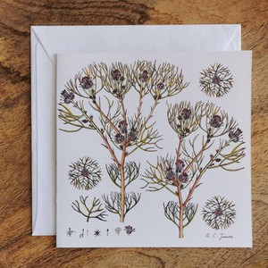 Single Fynbos Greeting Card from Urbankissed