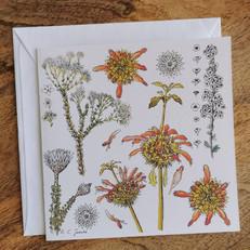 Single Fynbos Greeting Card via Urbankissed