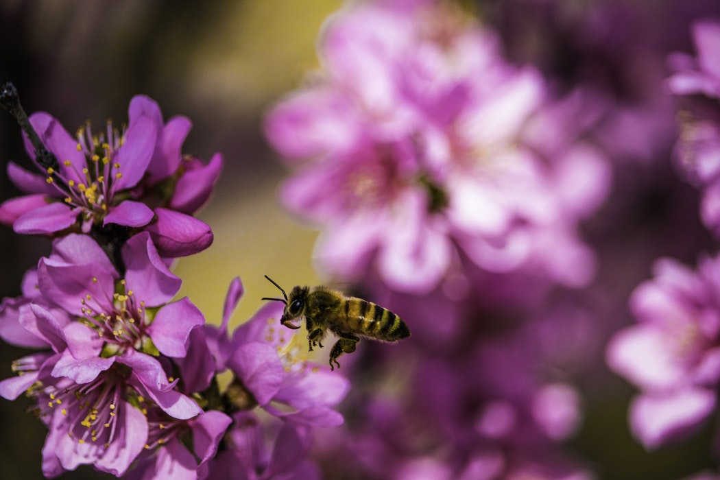 Hou insecten op afstand met deze milieuvriendelijke tips