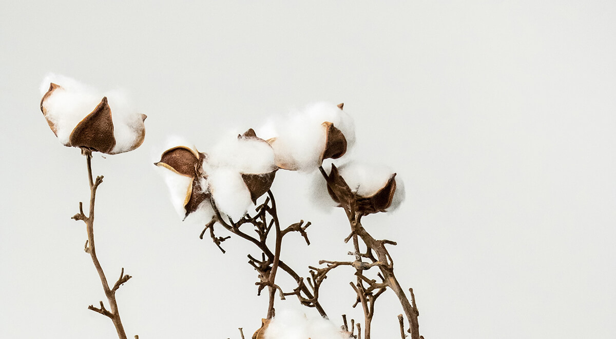 Example of organic cotton